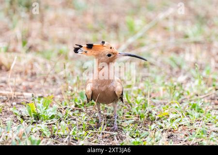 Un oiseau Hoopoe saisissant d'Eurasie se tient en alerte sur les prairies, mettant en valeur son plumage et sa crête uniques. Banque D'Images