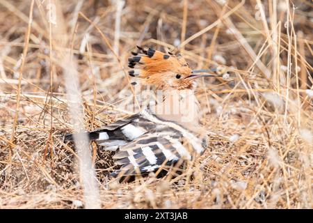 Un Hoopoe eurasien saisissant avec sa crête de plumes distinctive, ses ailes noires et blanches et son long bec, vu comme butinant parmi les herbes sèches. Banque D'Images