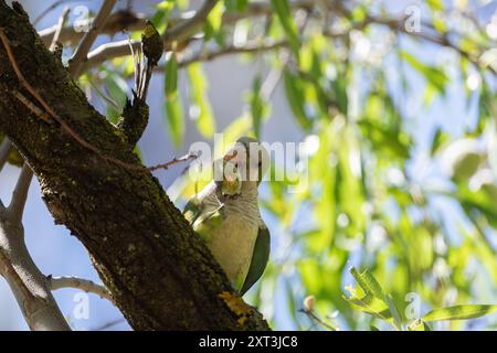 Capturée dans un cadre naturel, une perruche moine, Myiopsitta monachus, mange habilement des amandes perchées sur une branche d'arbre, mettant en valeur son vert éclatant pl Banque D'Images