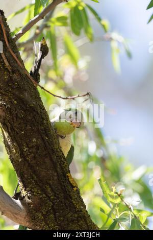 Une perruche moine, Myiopsitta monachus, perchée sur une branche d'arbre en mangeant des amandes, avec des feuilles vertes luxuriantes en arrière-plan Banque D'Images