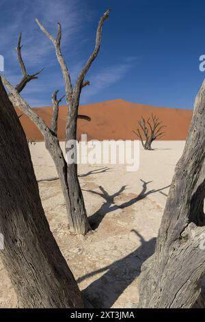 Vue saisissante sur les arbres pétrifiés à Deadvlei, Namibie, mettant en valeur les troncs d'arbres anciens et tordus contrastés sur fond de d orange lisse Banque D'Images