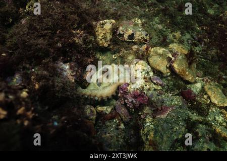 Un poulpe commun ou Octopus vulgaris se fond habilement dans son environnement sous-marin, niché parmi les roches colorées et les algues. Banque D'Images