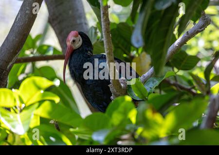 Ibis chauve du Sud perché dans un arbre Banque D'Images