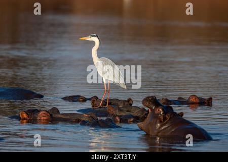 Afrique du Sud, Parc National Kruger, Heron gris (Ardea cinerea) sur Hippo Banque D'Images