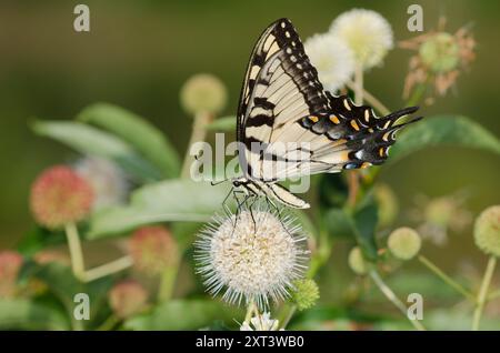 Queue d'araignée du tigre de l'est, Pterourus glaucus, nectaring de Buttonbush, Cephalanthus occidentalis Banque D'Images