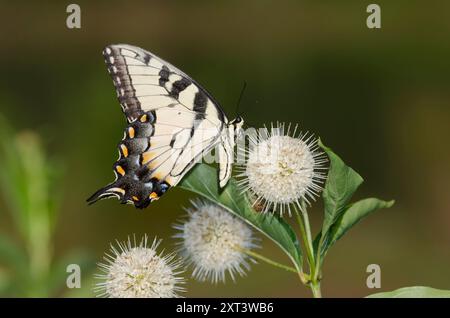 Queue d'araignée du tigre de l'est, Pterourus glaucus, nectaring de Buttonbush, Cephalanthus occidentalis Banque D'Images