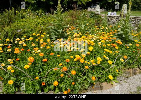 Pot Marigolds ou Calendulas par une journée ensoleillée - John Gollop Banque D'Images