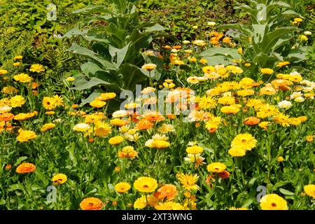 Pot Marigolds ou Calendulas par une journée ensoleillée - John Gollop Banque D'Images