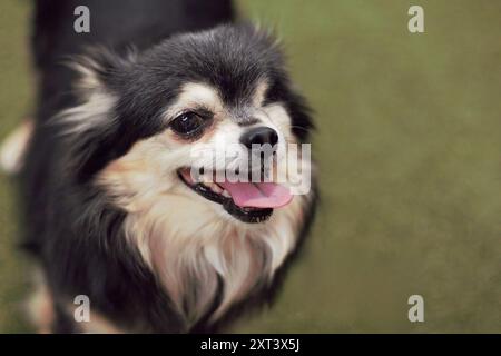 Gros plan du visage et de la tête d'un chihuahua adulte, femelle, noir, blanc et brun, avec un œil manquant et la bouche ouverte, souriant. Banque D'Images