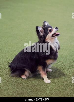 Profil latéral d'un chien adulte, femelle, noir, blanc et bronzé, chihuahua, assis, regardant son propriétaire, regardant heureux. Isolé sur un fond vert Banque D'Images