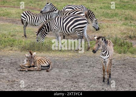 Zèbre de Grant, Equus quagga boehmi , adultes et poulains, cratère de Ngorongoro, Tanzanie Banque D'Images