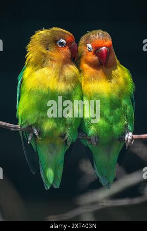 Deux tourtereaux de Fischer (agapornis fischeri) Cuddling Banque D'Images