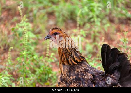 poulet setswana biologique cultivé dans le village en afrique Banque D'Images