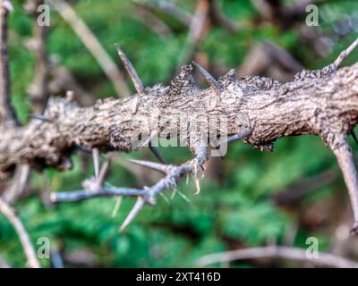 Branche de Dichrostachys cinerea, connue sous le nom de sicklebush, Bell mimosa, arbre de lanterne chinois ou arbre de Noël Kalahari Banque D'Images