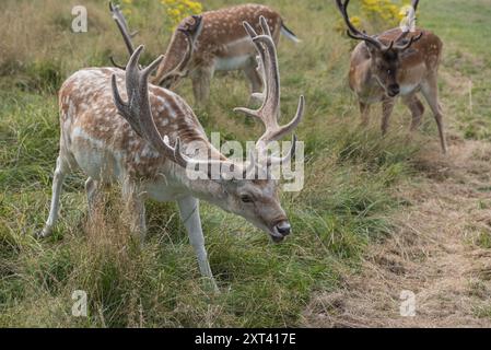 Cerfs en jachère (Dama dama) au parc Richmond, Surrey Banque D'Images