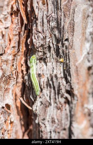 Larve d'un cornet de pin à queue rouge (Gilipinia virens), une mouche-scie sur le tronc d'un pin à Chobham Common, Surrey Banque D'Images