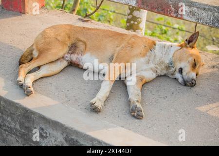 Les chiens errants dorment au bangladesh, un chien mignon dormant à côté de l'autre. Banque D'Images