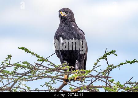 Augur Buzzard, morph sombre, plaines de Ndutu, Parc National du Serengeti, Tanzanie Banque D'Images