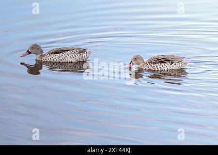 Cape Teal, lac Ndutu, plaines de Ndutu, parc national du Serengeti, Tanzanie Banque D'Images