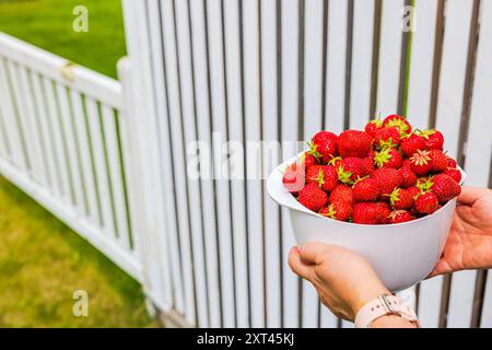 Gros plan de mains féminines tenant un bol blanc rempli de fraises rouges fraîches sur fond de jardin avec une clôture en bois blanc. Banque D'Images
