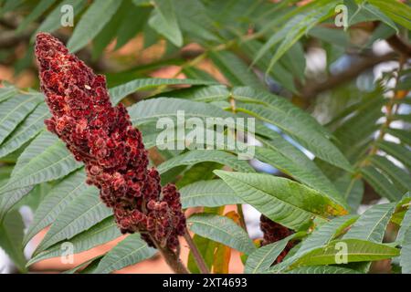 Plante sumac coralliforme (Rhus typhina) avec son fruit rouge à gauche Banque D'Images