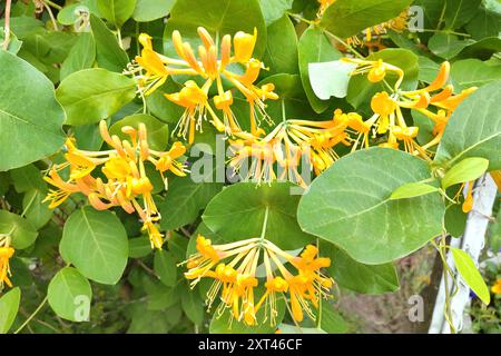 Bush jaune fleuri de chèvrefeuille. Chèvrefeuille jaune fleuri (Woodbine). Lonicera japonica, connue sous le nom de chèvrefeuille japonais et de roche dorée et argentée Banque D'Images