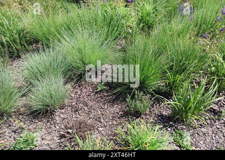 Fétuque grise ( lat. Festuca glauca ) est une espèce de plante à fleurs de la famille des graminées ( Poaceae ). Bloc de feuilles étroites et gris bleu de fétuque Festu Banque D'Images