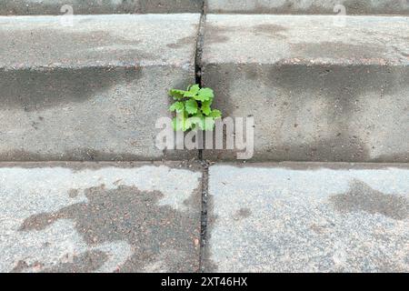 Germe sur béton. Une germe fait son chemin à travers les marches concrètes. Pousses vertes poussant dans la pierre - renaissance, renaissance, résilience et nouvelle conce de vie Banque D'Images