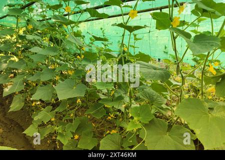 Germe de concombre. Pousses de concombre dans le jardin. Banque D'Images