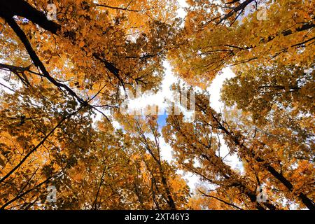 Cimes des arbres vues de dessous. Forêt jaune. Arbre avec des feuilles jaunes et la lumière du soleil. Arrière-plan de la vue de dessous. Banque D'Images