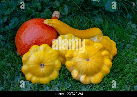 Trois types de citrouille sur la pelouse. Hokkaido, Patisson, poire (citrouille butternut) Banque D'Images