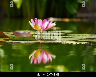 Nénuphar rose dans un étang reflété dans l'eau. Fleur de Lotus dans le jardin botanique, Santa Cruz de Tenerife. Nymphaea pygmaea attraction Paul Heriot côté Banque D'Images