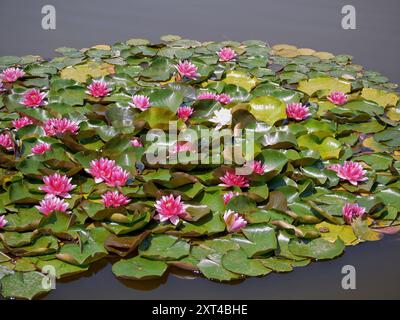 Nénuphar rose dans un étang. Fleur de Lotus dans le jardin botanique. Nymphaea pygmaea attraction Paul Heriot vue de dessus. Banque D'Images