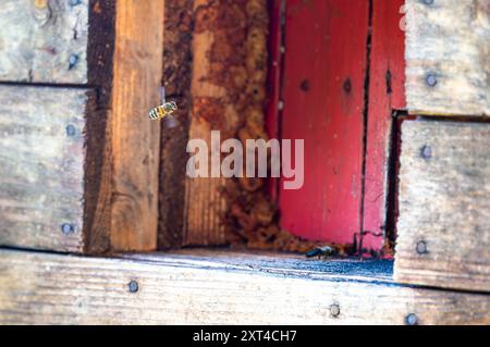 Abeille miel vole devant la ruche des abeilles. Macro détaillée de l'insecte utile. Banque D'Images