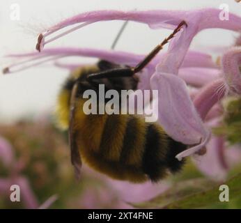 Abeille ambre du Nord (Bombus borealis) Insecta Banque D'Images