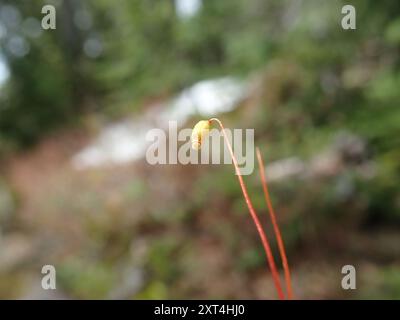 Rhizomnium Moss (Rhizomnium magnifolium) Plantae Banque D'Images