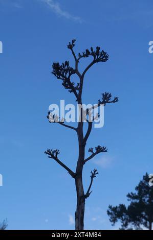 Plante du siècle de Havard (Agave havardiana) Plantae Banque D'Images