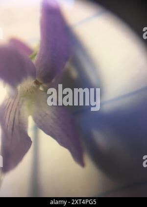 Violet de Labrador (Viola labradorica) Plantae Banque D'Images