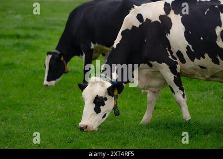 Troupeau de vaches Holstein. Pâturage du troupeau de vaches à la ferme. Troupeau de vaches laitières dans le pré. Élevage de vaches. Vaches noires et blanches sur prairie verte. Banque D'Images