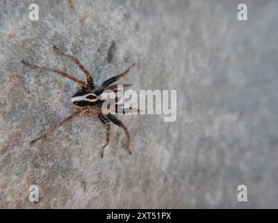 Araignée renard à bandes blanches (Alopecosa albofasciata) Arachnida Banque D'Images