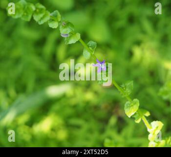 Accrocher le verre de Vénus (Triodanis perfoliata) Plantae Banque D'Images