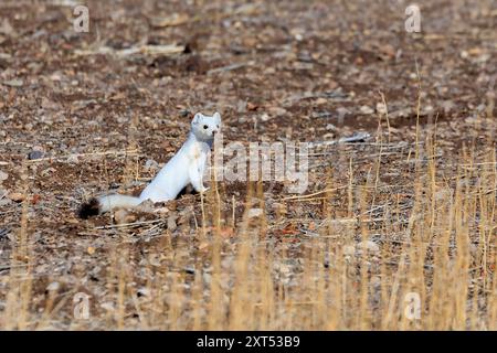 Ermine ou Stoat (Mustela erminea) au Monte Vista National Wildlife refuge Banque D'Images