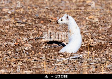 Ermine ou Stoat (Mustela erminea) au Monte Vista National Wildlife refuge Banque D'Images