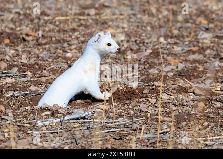 Ermine ou Stoat (Mustela erminea) au Monte Vista National Wildlife refuge Banque D'Images