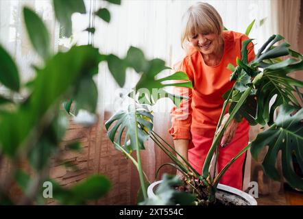 Une femme âgée dans des vêtements décontractés orange prend soin des plantes d'intérieur. Un retraité souriant transplante monstera dans un pot plus grand à la maison. Rire mature la Banque D'Images