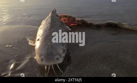 Poisson-chat de la mer Blanche (Genidens barbus) Actinopterygii Banque D'Images