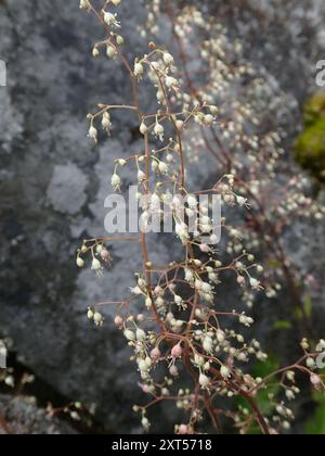 Alumroots (Heuchera) Plantae Banque D'Images