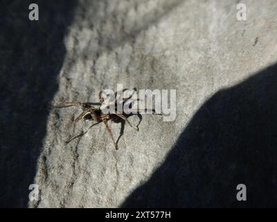 Araignée renard à bandes blanches (Alopecosa albofasciata) Arachnida Banque D'Images