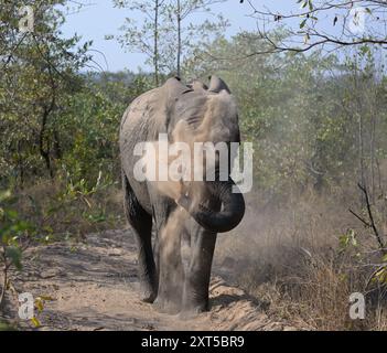 Éléphant dépoussiérant lui-même avec tronc, région de Kruger, Afrique du Sud Banque D'Images