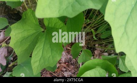 Jumelles (Jeffersonia diphylla) Plantae Banque D'Images